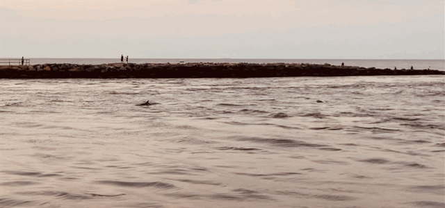 Bottlenose Dolphins at Indian River Inlet, Delaware