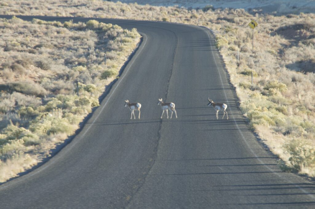 Pronghorn Antelope crossing the highway leaving Goblin Valley State Park, Utah